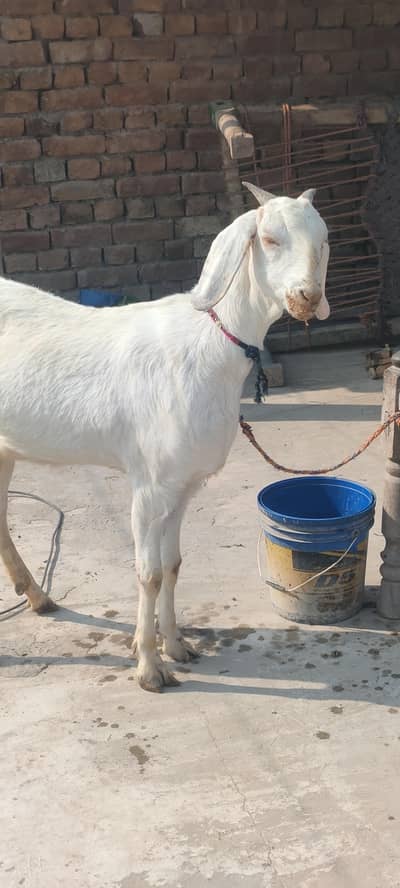 Pehla wara sui bakri for sale sath ak baby famel