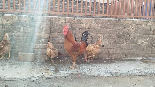 pure Desi golden misri