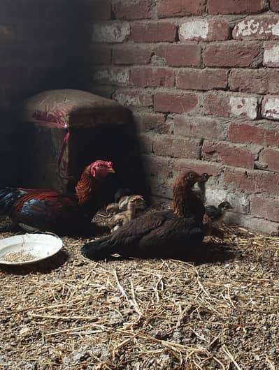 Aseel murgi murga and 7 aseel chicks
