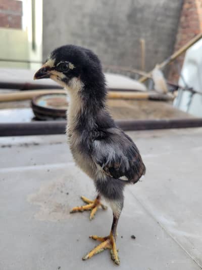 Japanese Shamo Aseel Chicks for Sale 