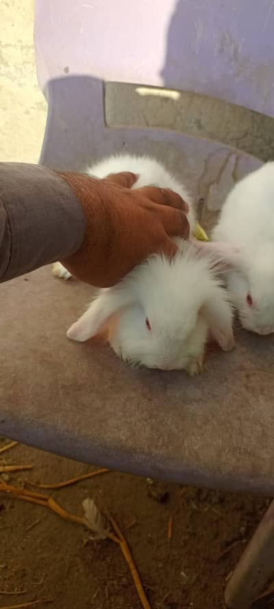 lion lop Male rabbit for sale location Faisalabad. 03026566623