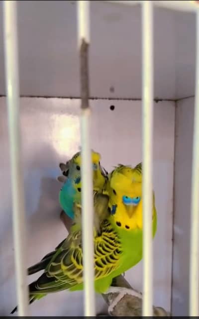 Hogoromo double flowers