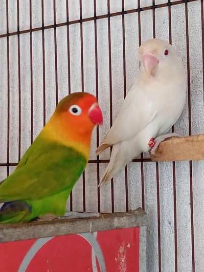 Albino red eye with cage