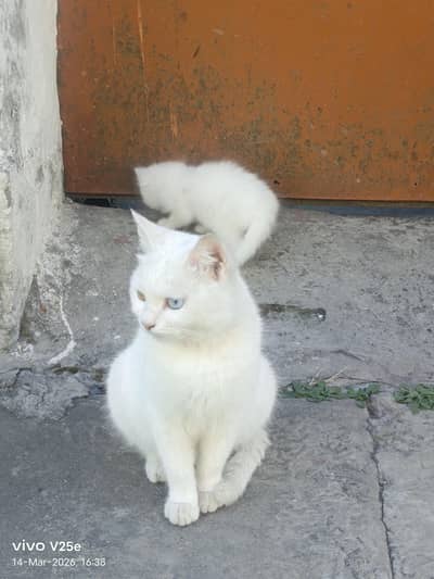 odd eyes cat with baby