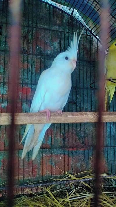 cocktail breeder pair