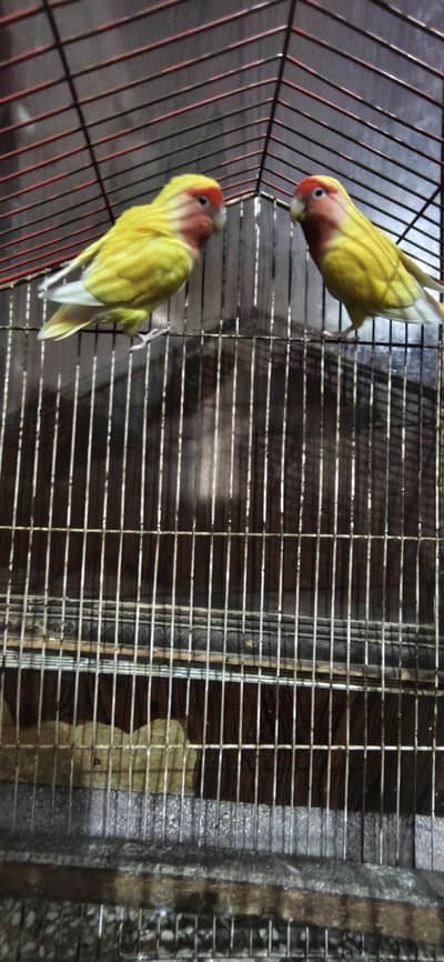 common latino ka  breeder pair for sale