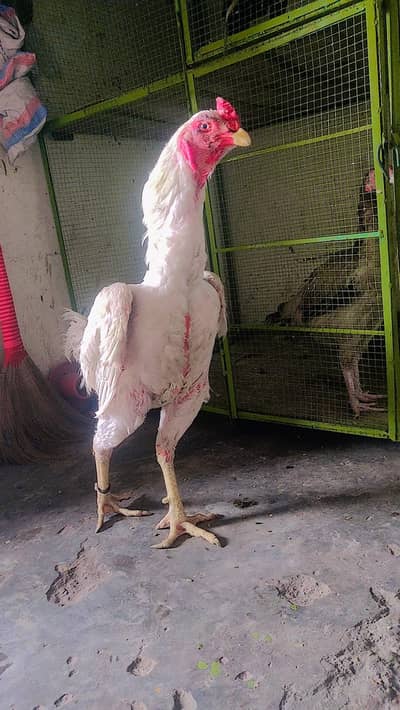 white aseel murga for sale 03493779161