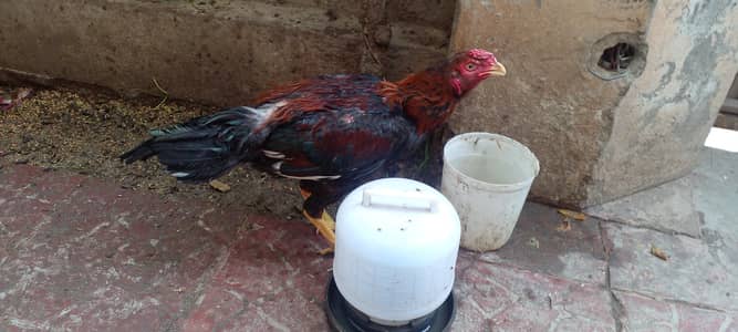 Mianwali Lakha Aseel Murgha/ Eid Offer Rs. 2000 Discounted