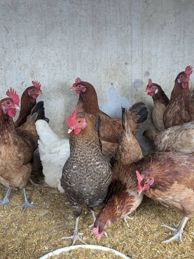 Desi murgia eggs da re ha full active ha