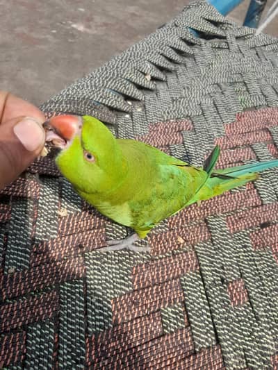 patha full tame bacho ka khilona