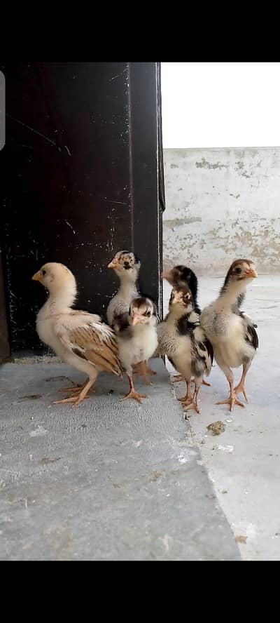 Aseel mianwali madi with 6 high quality chicks