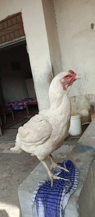 paper white Aseel breeder female