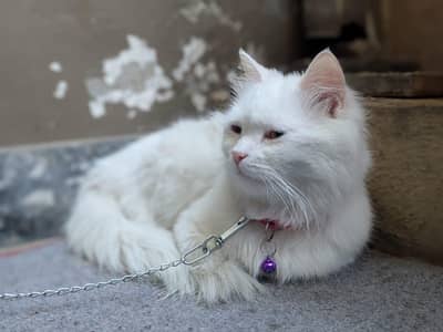 BADMOSH BILLA FOR SALE. .  BOHOT SASTA MA. .