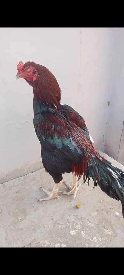 band gadhi cross breeder murga high quality 03341658412