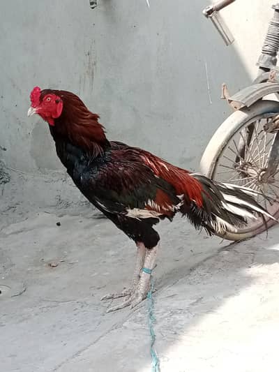 Fully vaccinated beautiful badshah