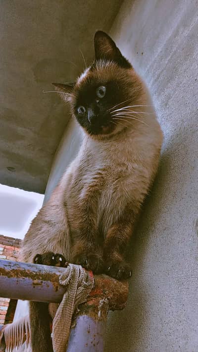 Siames male cat for sale