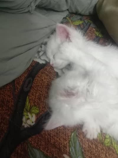 Persian kittens for sale litter trained 03328144485