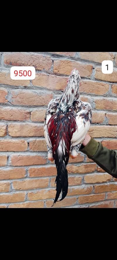 aseel murga.    /03431524826