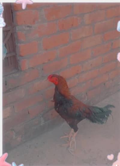 Aseel murga Ghar ka Pala hova.  1 year