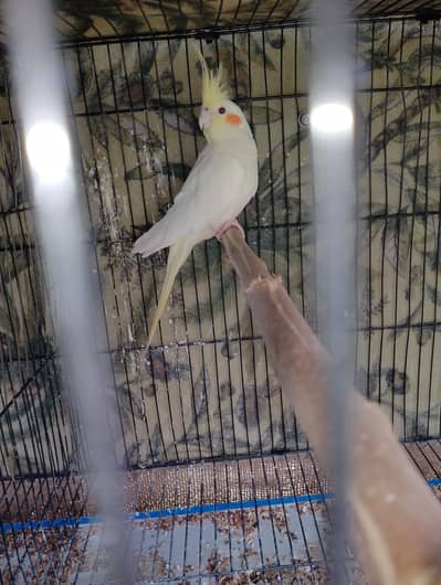 Cocktail Breeder Female