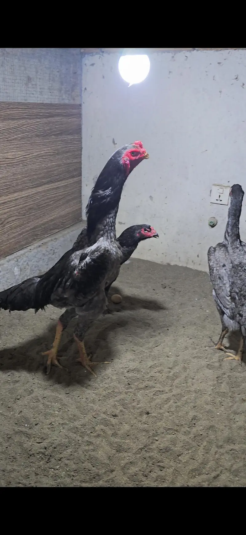 King size o shamo/high quality/white shamo chicks/aseel shamo chick — photo 11