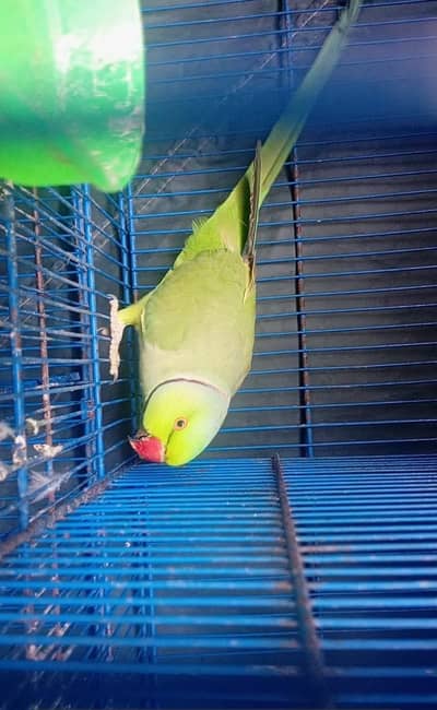 Talking  Parrot for Sale 