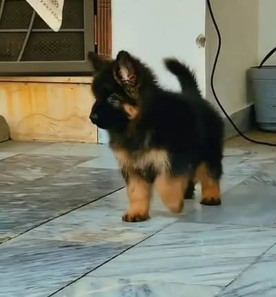 German Shepherd for urgent sale age 90 Din 0344=049=7620
