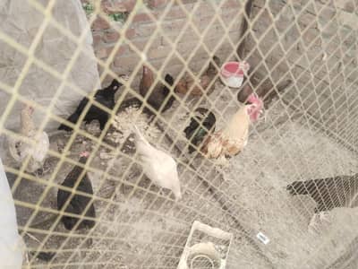 6 Hens 1 Cook . . 5 murgi 1 murga