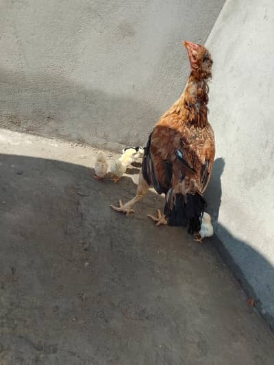 Aseel hen with Chicks (Aseel murgi Sath bachy )