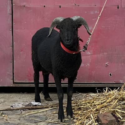 Manda sheep unique black color 2 teeth
