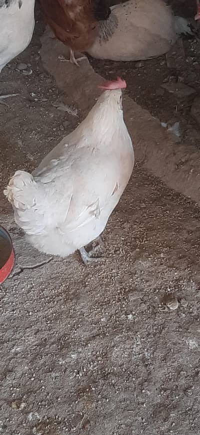 House Hen for sale RS 1500