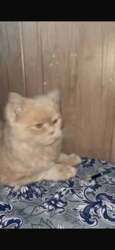 Russain 3 coat cats brown