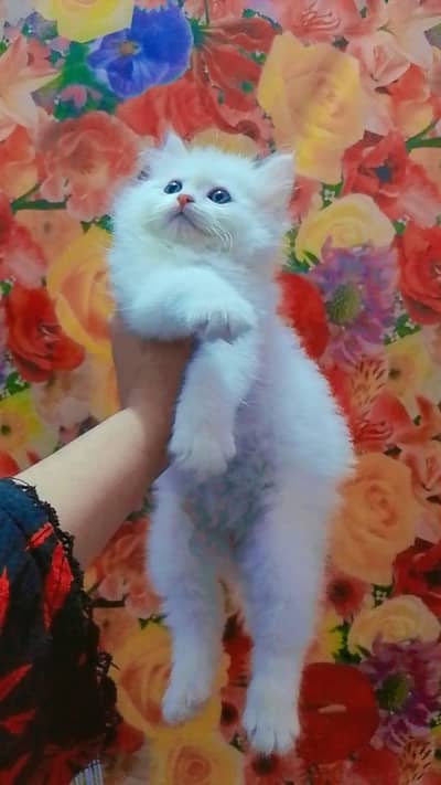 full active MhsaAllah sa hain litter train hain