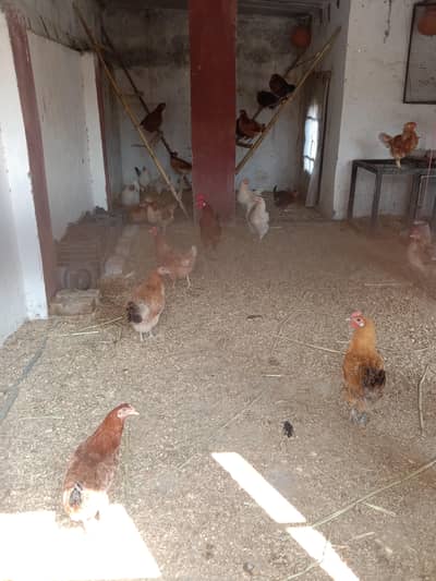 desi organic eggs available