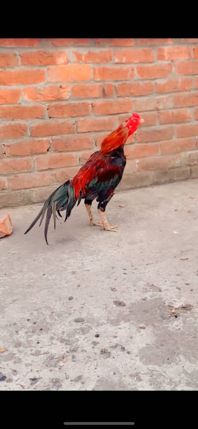 Aseel murga for sale