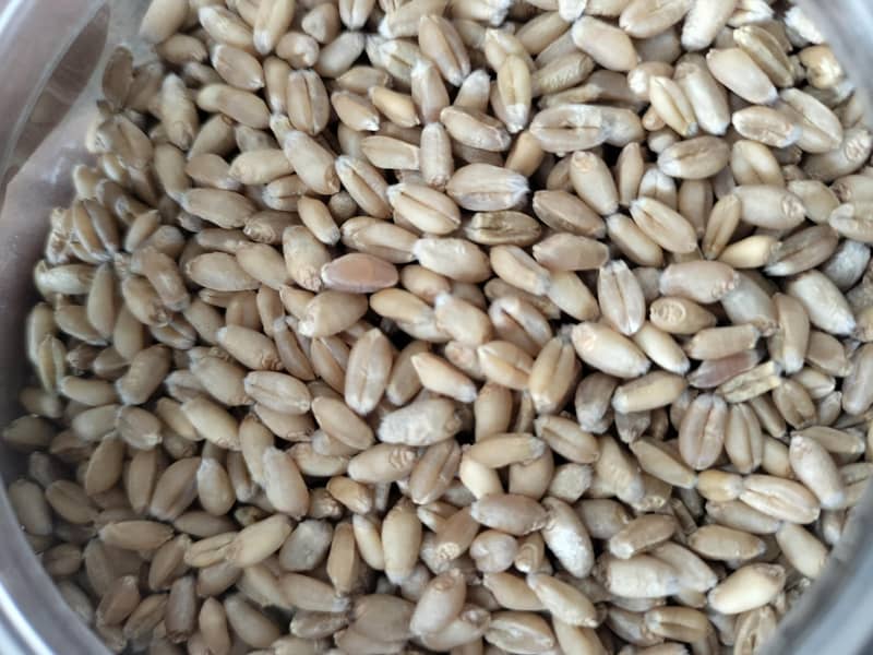 wheat 1