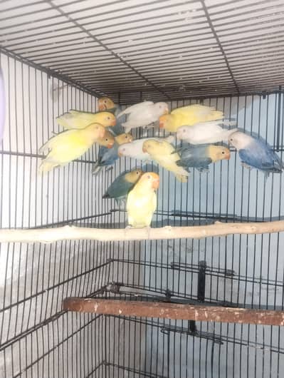 oplines  creaminos albinos red  eyes