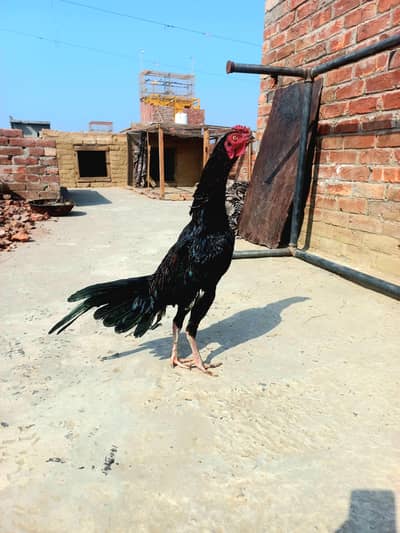 Aseel Thailand crose