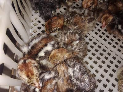 Fyumi misri day old chick