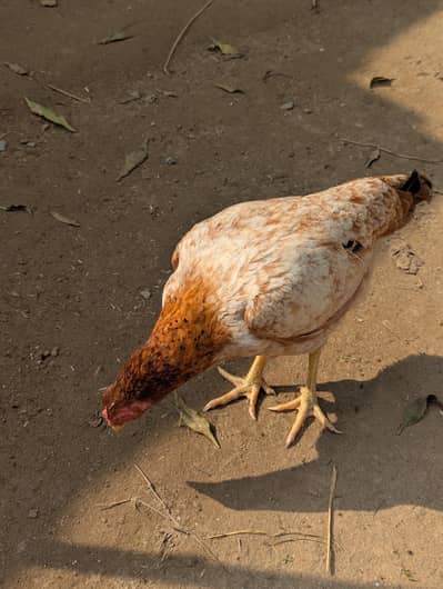 Pure Mianwali Aseel Hen – Eggs Laid for sale