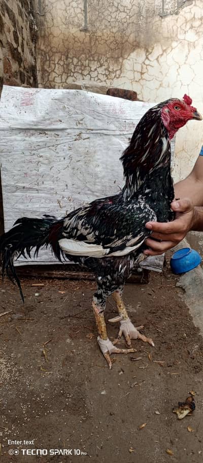 Pakistan Aseel breader