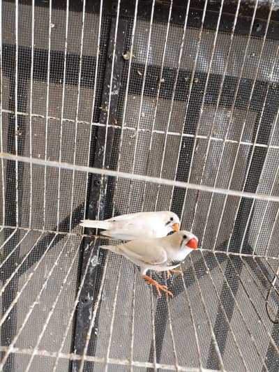 Beautiful finch pair for sale. Breeder pair with cage