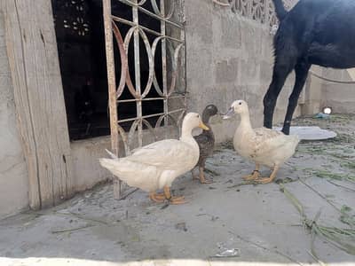 Ducks egg laying guaranty