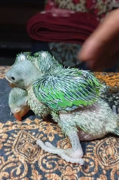 whhtsap call 03404505419