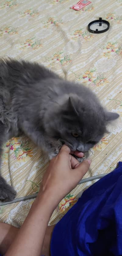 jolly and friendly Cat