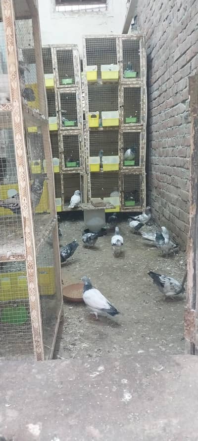 High Quality Pure Breed, Guaranteed