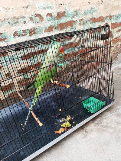 talking and friendly raw parrot