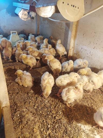boiler 1 week chicks