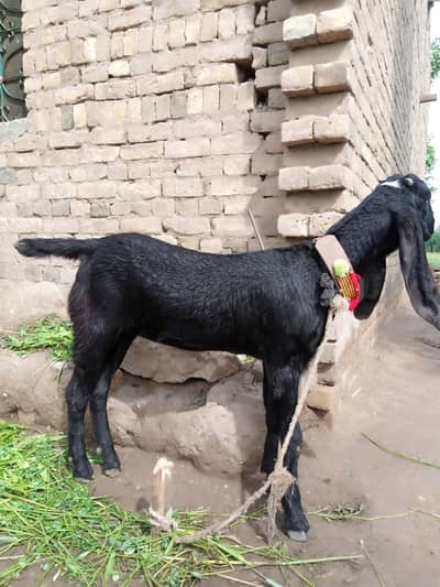 2 pathen hn0307-4424774