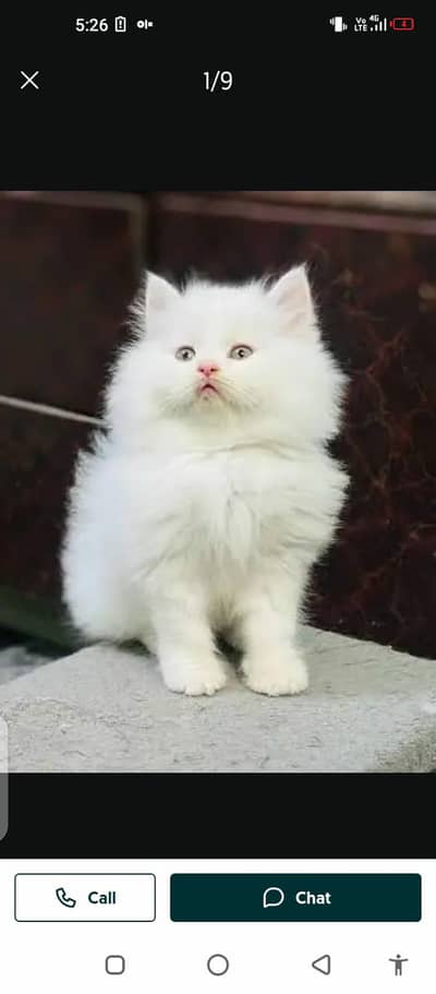 Persian cat for sale male female. my WhatsApp number 0305=19=19=916